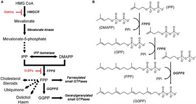 Phosphonate and Bisphosphonate Inhibitors of Farnesyl Pyrophosphate Synthases: A Structure-Guided Perspective